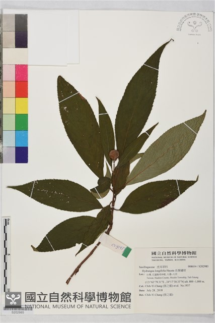 長葉繡球藏品圖，第1張