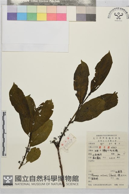山鼠李藏品圖，第1張