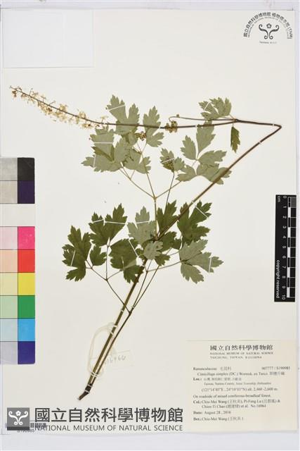 單穗升麻藏品圖，第1張