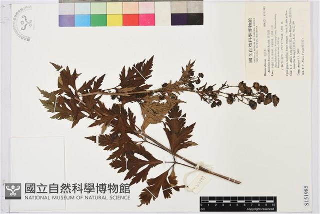 草烏頭藏品圖，第1張