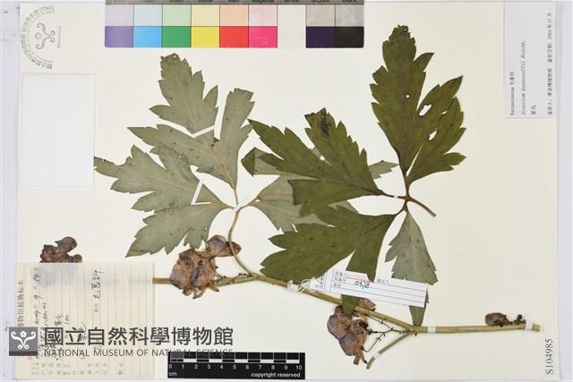 草烏頭藏品圖，第1張