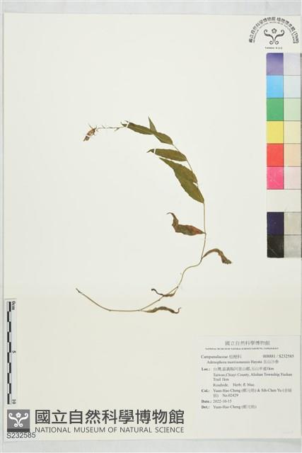 玉山沙參藏品圖，第1張
