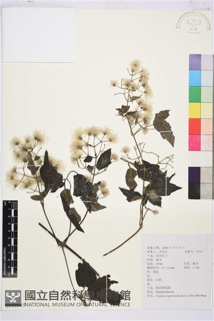 粗齒鐵線蓮藏品圖，第1張