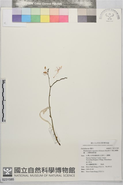 桃紅蝴蝶蘭、小蘭嶼蝴蝶蘭藏品圖，第1張