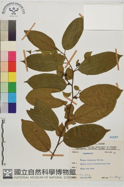 桶鉤藤藏品圖，第1張