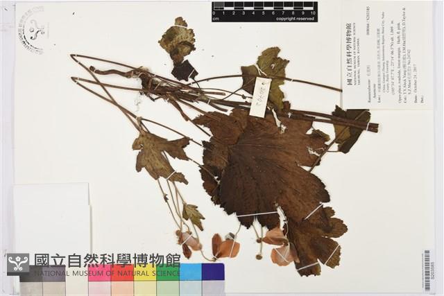 登錄號:S203585藏品圖，第1張