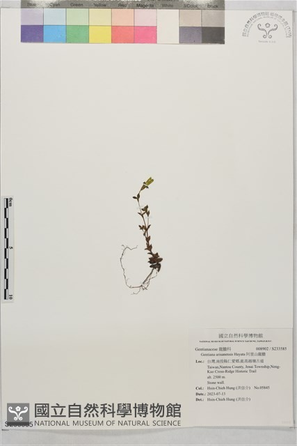 阿里山龍膽藏品圖，第1張