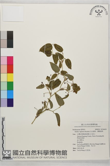 玉山菝契、薄葉菝契藏品圖，第1張