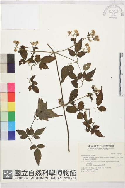 巴氏鐵線蓮藏品圖，第2張