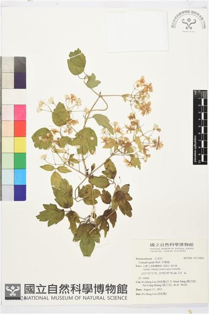 串鼻龍藏品圖，第1張