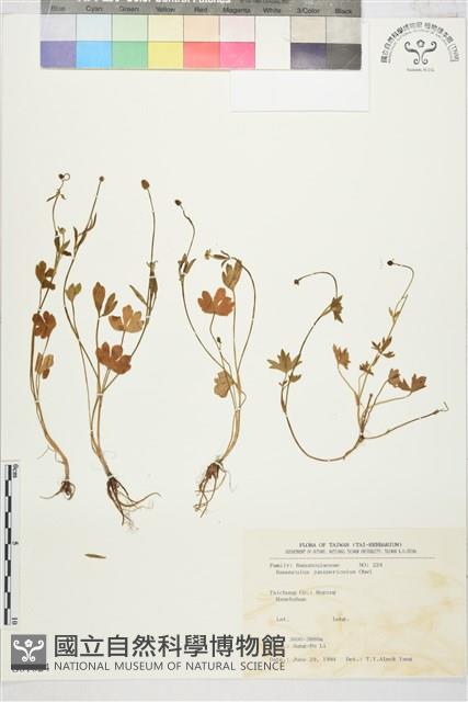 高山毛茛、檜林毛茛藏品圖，第1張