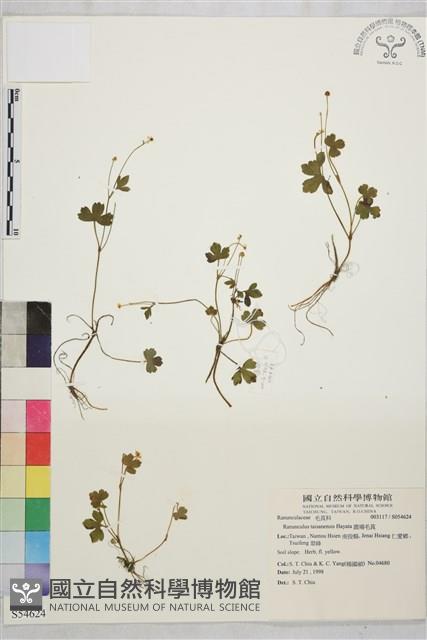 鹿場毛茛藏品圖，第1張