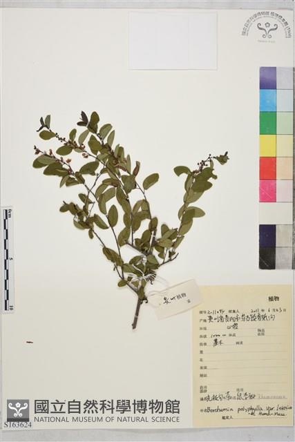 光枝勾兒茶藏品圖，第1張