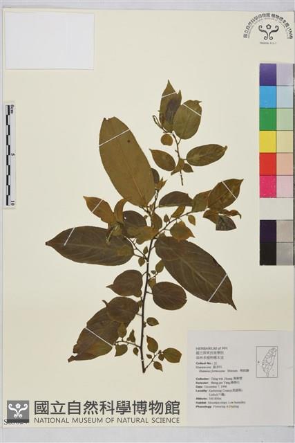 Formosan Buckthorn Collection Image
