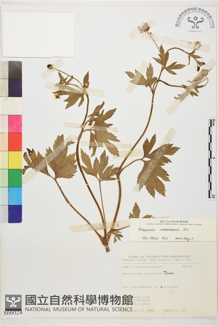 水辣菜、禺毛茛藏品圖，第1張