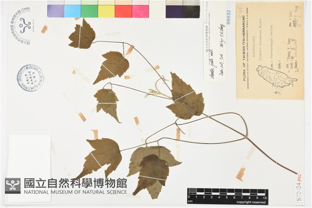 串鼻龍藏品圖，第1張