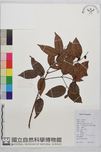 亮葉雀梅藤藏品圖，第1張