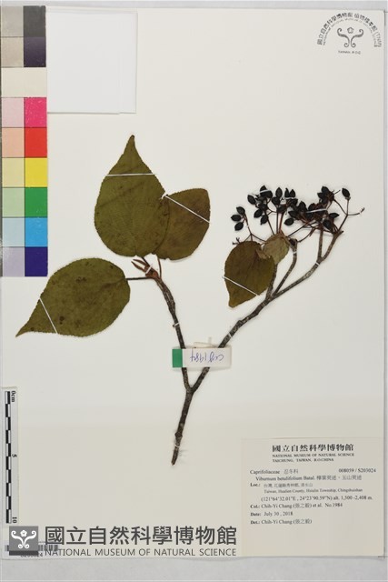 樺葉莢迷、玉山莢迷藏品圖，第1張