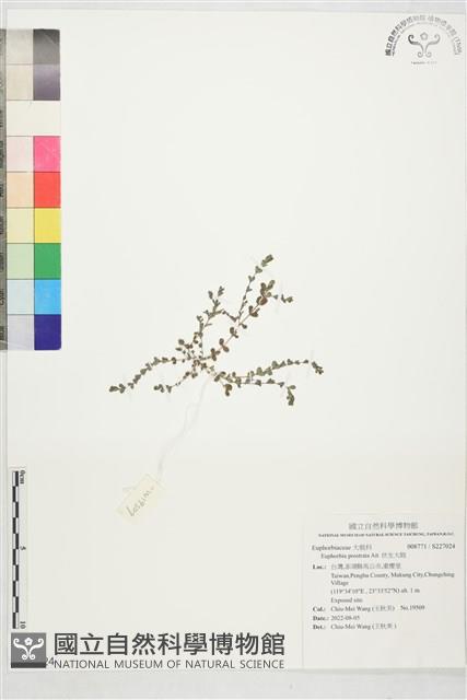 伏生大戢藏品圖，第1張