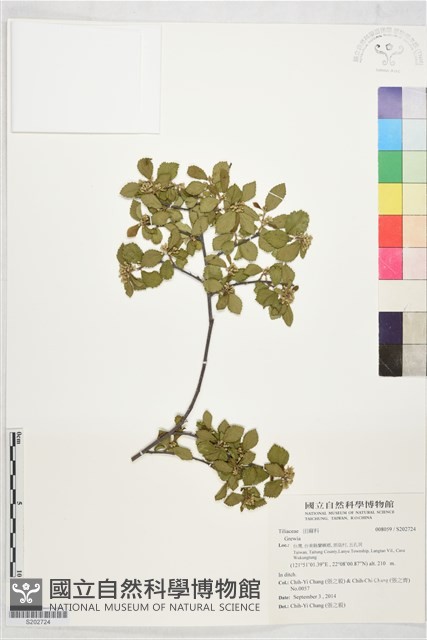 登錄號:S202724藏品圖，第1張
