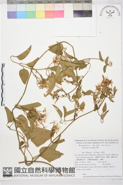 圓錐鐵線蓮藏品圖，第1張