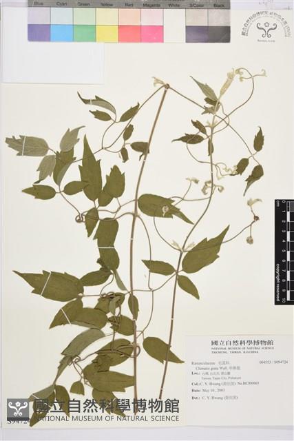 串鼻龍藏品圖，第1張