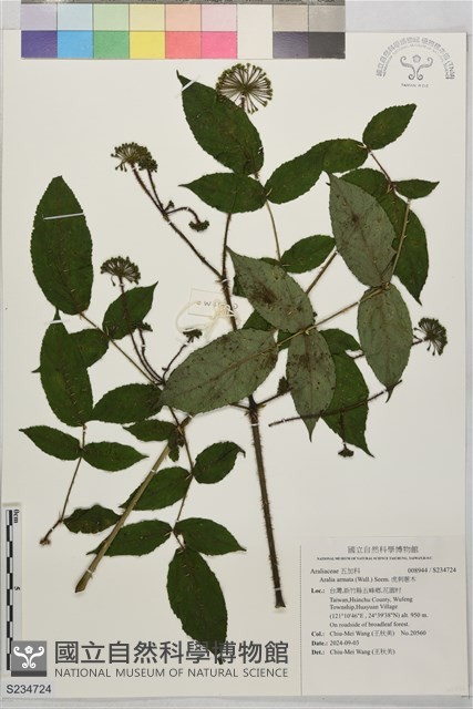 虎刺蔥木藏品圖，第1張