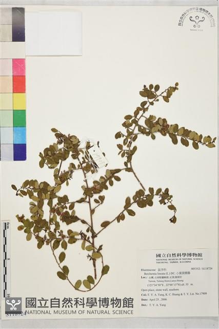 小葉黃鱔藤藏品圖，第1張