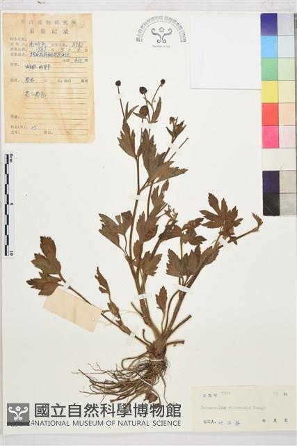 茴茴蒜藏品圖，第1張