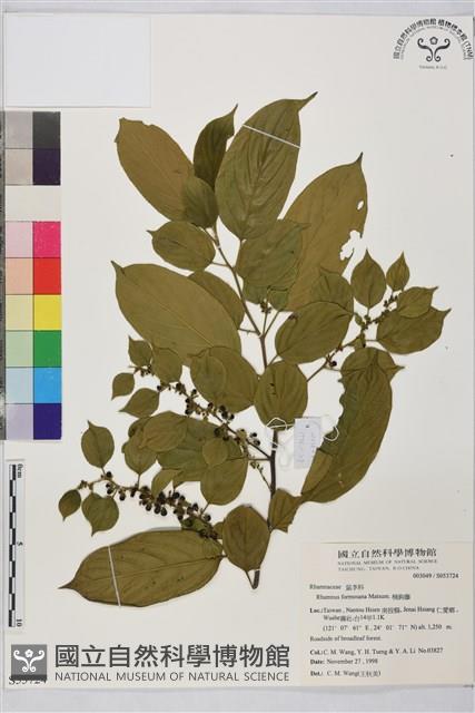 桶鉤藤藏品圖，第1張