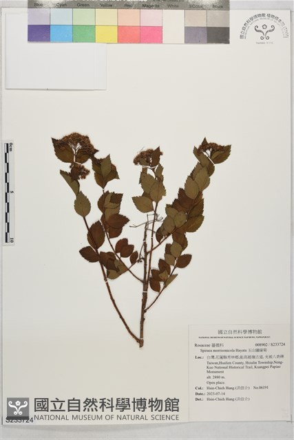 玉山繡線菊藏品圖，第1張