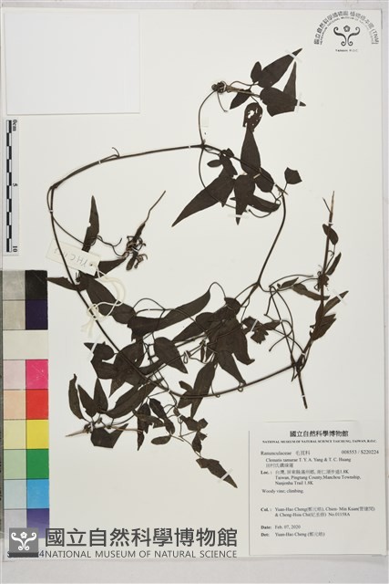 田村氏鐵線蓮藏品圖，第1張