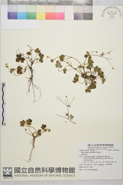 鹿場毛茛藏品圖，第1張