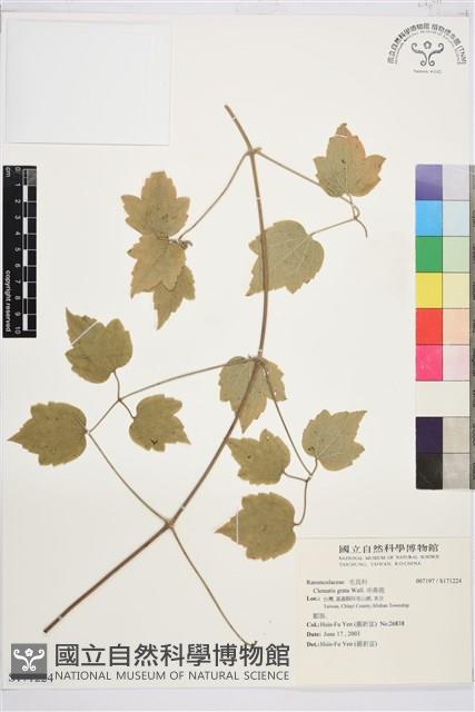 串鼻龍藏品圖，第1張