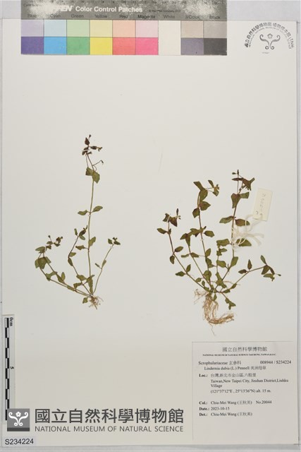 美洲母草藏品圖，第1張