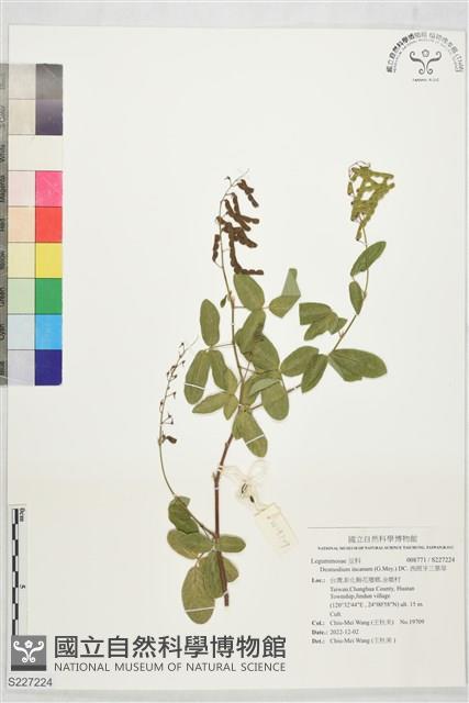 西班牙三葉草藏品圖，第1張