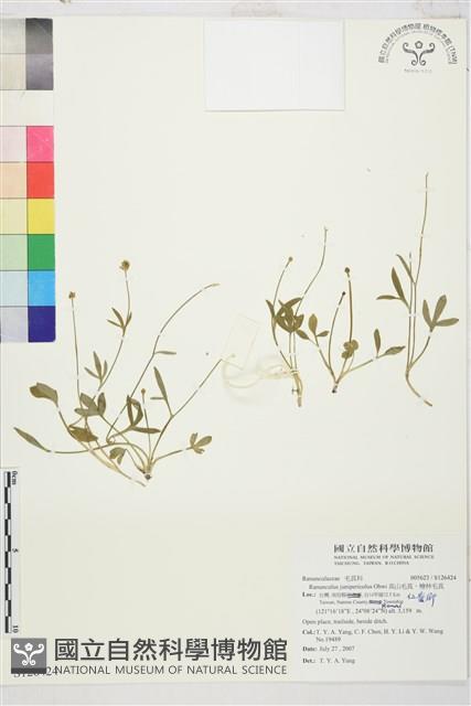 高山毛茛、檜林毛茛藏品圖，第1張