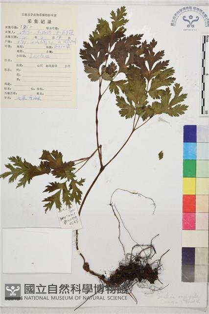 黃三七藏品圖，第1張