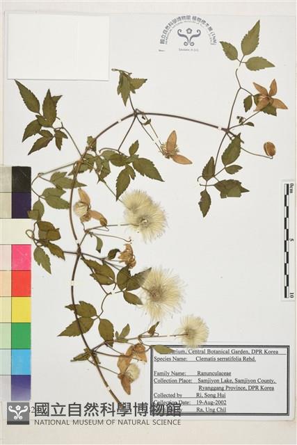 齒葉鐵線蓮藏品圖，第1張