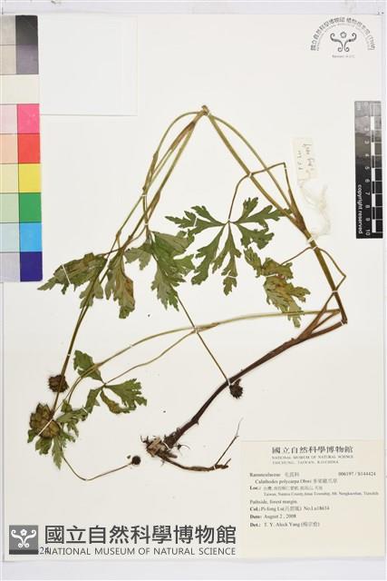 多果雞爪草藏品圖，第1張