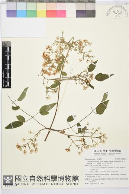 梨山小蓑衣藤藏品圖，第1張