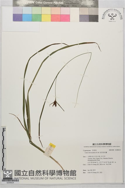 短莖宿柱薹藏品圖，第1張