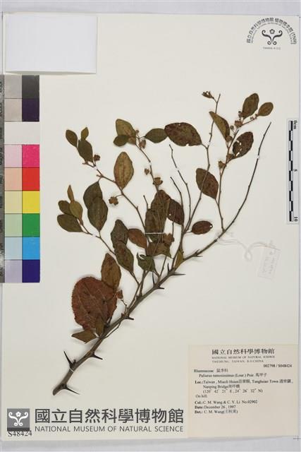 馬甲子藏品圖，第2張