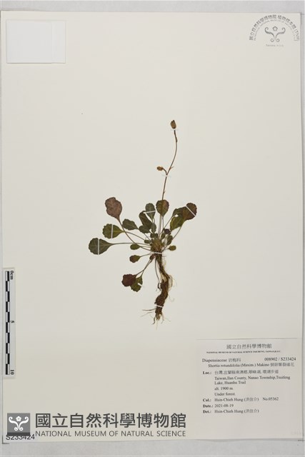 倒卵葉裂緣花藏品圖，第1張