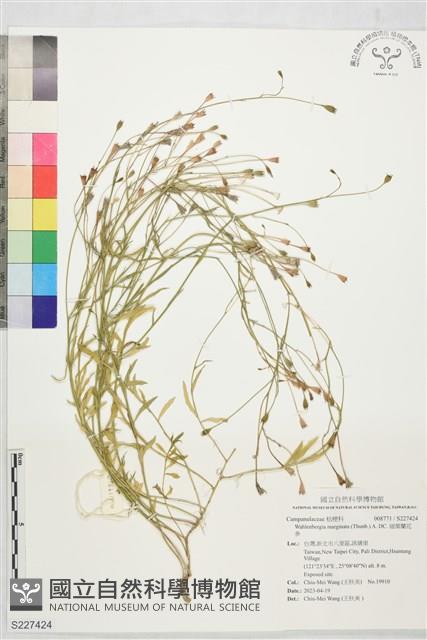 細葉蘭花參藏品圖，第1張