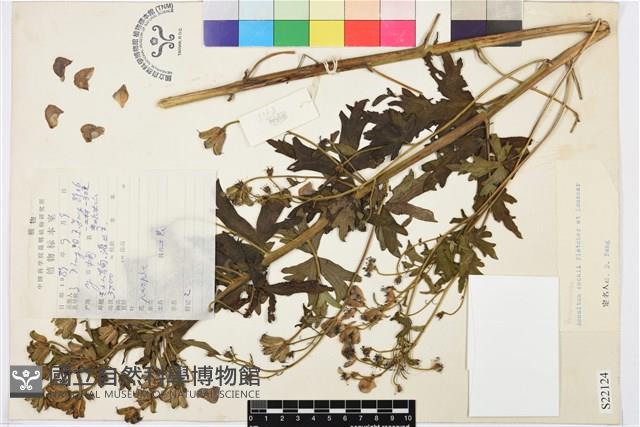 擬康定烏頭藏品圖，第1張