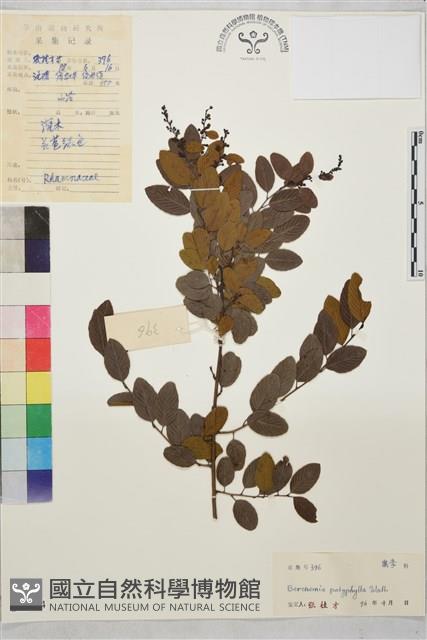 多葉勾兒茶藏品圖，第1張