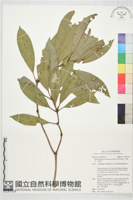 鹿角杜鵑、西施花、青紫木藏品圖，第1張