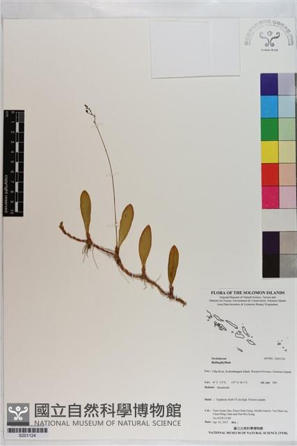登錄號:S201124藏品圖，第1張