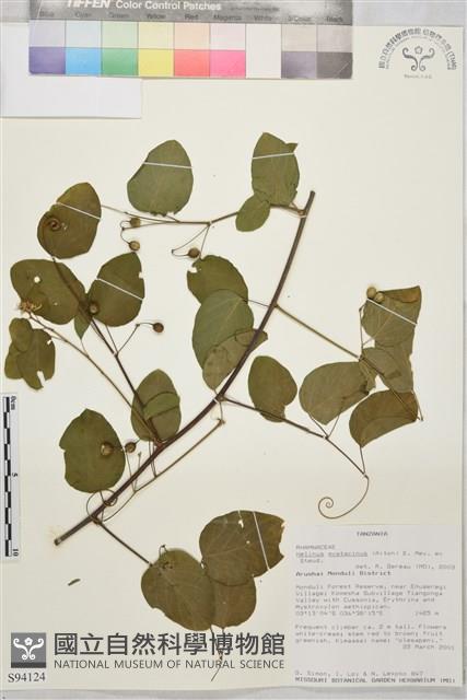 登錄號:S094124藏品圖，第1張